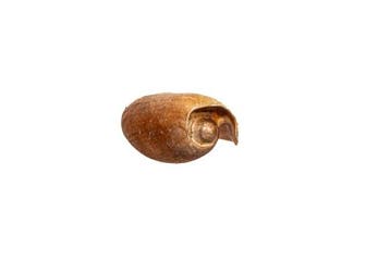 Grote balenpers of romp van een boot Skelet - Cymbium