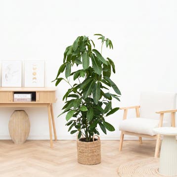 Green Bubble - Schefflera Amate  - 150cm - Ø27 cm, Ophalen of Verzenden