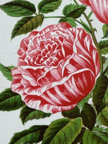 Rochester Litho Company - Brown Brothers Co. Continental