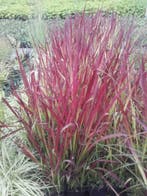 Japans bloedgras Imperata cylindrica Red Baron P9, Tuin en Terras, Planten | Tuinplanten, Ophalen of Verzenden, Bloeit niet, Vaste plant
