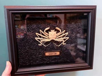 Krab Taxidermie wandmontage - Homolomannia sibogae - 18 cm -