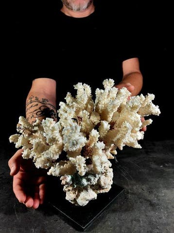 Belangrijke vertakking van Pocillopora-koraal Taxidermie, Nieuw