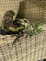 Jeneverbes bonsai (Juniperus) - Hoogte (boom): 7 cm - Diepte