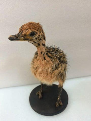 Struisvogel Taxidermie volledige montage - ostrich - 28 cm -, Antiek en Kunst