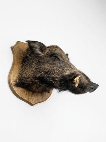 Wild zwijn Taxidermie schoudermontage - Cinghiale europeo -
