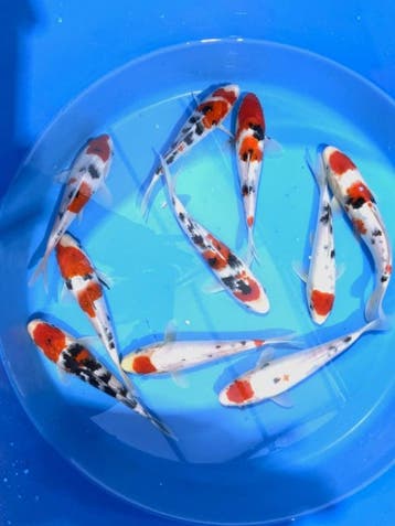 Hirasawa Marusei 22-27cm (Japanse Koi), Karper of Koi
