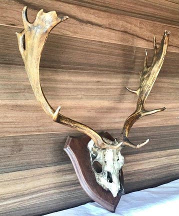 Ree Taxidermie hoofdmontage - Cervus elaphus - 67 cm - 63 cm