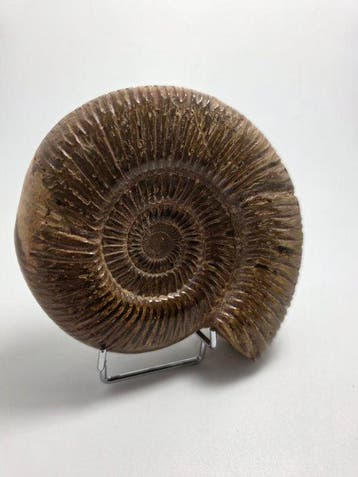 Ammoniet - Gefossiliseerd dier - Ammonite Fossil –