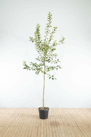 Malus Red Sentinel hoogstam 14/16
