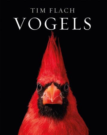 Vogels, Ophalen of Verzenden, Nieuw