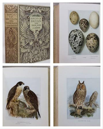 J. Lewis Bonhote - Birds of Britain and Their Eggs - 1930