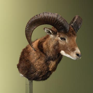 Moeflon Taxidermie Opgezette Dieren By Max, Ophalen of Verzenden, Nieuw, Wild dier, Opgezet dier
