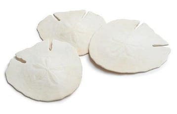 Arrowhead Sand-dollar schelpen 14 cm 4 stuks, Ophalen of Verzenden, Nieuw