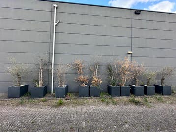 5x Olijfboom & 5x Kurkeik, 150-220cm, Ophalen, 100 tot 250 cm, In pot, Overige soorten