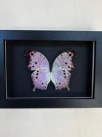 Vlinder Taxidermie volledige montage - Salamis Parhassus -, Antiek en Kunst