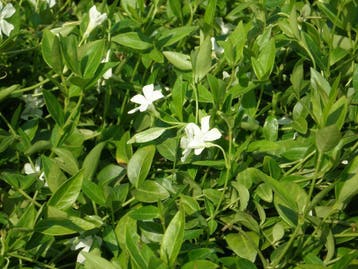 Vinca minor 'Alba' , witte maagdenpalm, P9 €1,00 p/st, Ophalen of Verzenden, Lente, Vaste plant