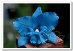 Blauwe Orchidee Zijden bloem, Ophalen of Verzenden, Nieuw