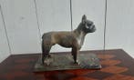 P. Chenet - Figuur - Bulldog - 20 cm - Brons, Antiek en Kunst