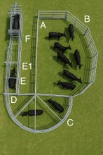 behandelbox weidepaneel behandelinstallatie koeien rund, Weidegang