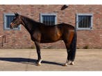 Veiling - Paard Florenzo - Ruin 7 jaar