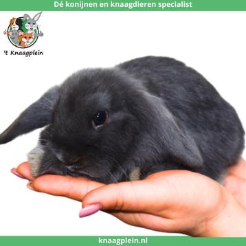 Jonge lieve Nederlandse Hangoordwerg konijnen te koop!, Dieren en Toebehoren, Meerdere dieren, Dwerg, Hangoor, 0 tot 2 jaar