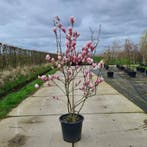 Magnolia | struiken en bomen | Roze, wit, paars, Tuin en Terras