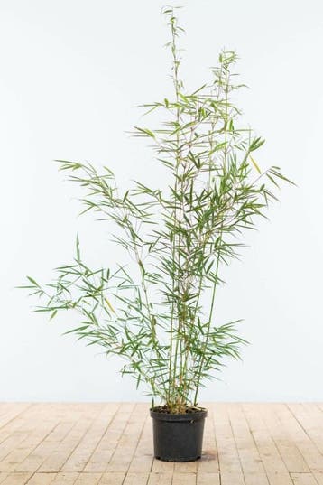 Bamboe Fargesia robusta Campbell Haag 100-125 Pot, Tuin en Terras