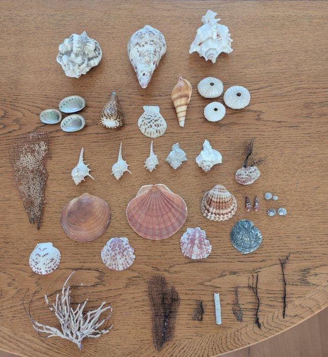 Koraal Koraal - Grote Koraal&Schelpen Verzameling Anthozoa, Verzamelen, Dierenverzamelingen