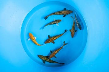 Exclusieve Indonesische koi | Nu in de SALE, Dieren en Toebehoren, Karper of Koi