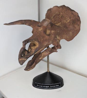 Fossiele schedel - Triceratops horridus- Museum-Grade