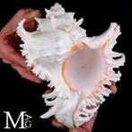 Chicoreus Ramosus - De Grootste Muriciden in het, Verzamelen