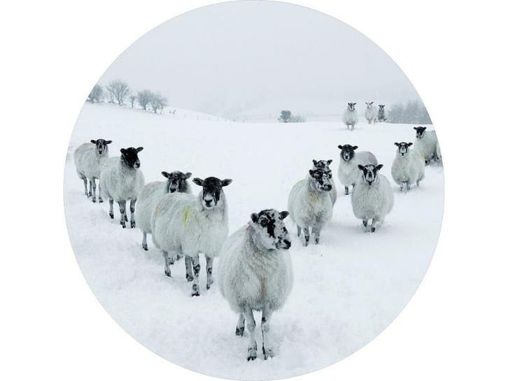 Glasschilderij Schapen | S177, Huis en Inrichting, Woonaccessoires | Overige, Nieuw, Ophalen of Verzenden