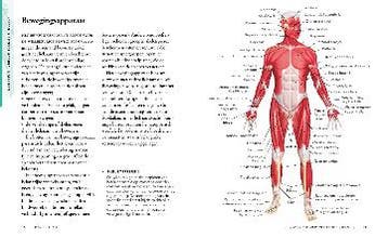 Anatomie en fysiologie 9789089988607 Ken Ashwell, Verzenden, Gelezen, Ken Ashwell