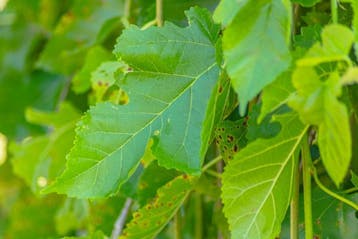 Morus alba Pendula hoogstam 8/10 160cm stam