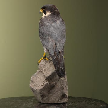 Hybride Valk Taxidermie Opgezette Dieren By Max, Ophalen of Verzenden, Nieuw, Vogel, Opgezet dier