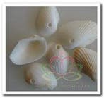 White Litob Geboorde Schelpen Hole 4 mm Per kilo, Ophalen of Verzenden, Nieuw