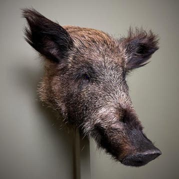 Wild Zwijn Klein Taxidermie Opgezette Dieren By Max, Verzamelen, Dierenverzamelingen, Ophalen of Verzenden, Nieuw, Wild dier, Opgezet dier