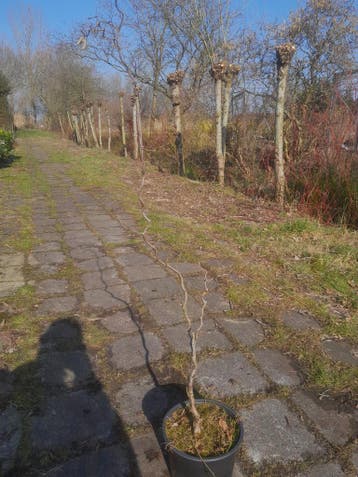 Kronkelhazelaar Corylus avellana Contorta krulhazelaar, Ophalen, Overige soorten, Struik