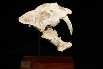 Sabeltandkat - Fossiele schedel - Megantere - 28 cm - 25 cm