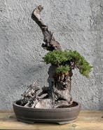 Jeneverbes bonsai (Juniperus) - Hoogte (boom): 70 cm -