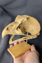 Fossiele schedel - Ornimegalonyx - the biggest owl species