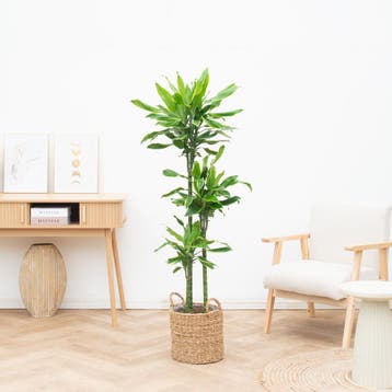 Green Bubble - Dracaena Golden Coast -  160cm - Ø 24cm, Ophalen of Verzenden