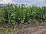 OPRUIMING laurier circa 140 tot 175 cm B keus Rotundifolia, Ophalen, Laurier, Haag, 100 tot 250 cm