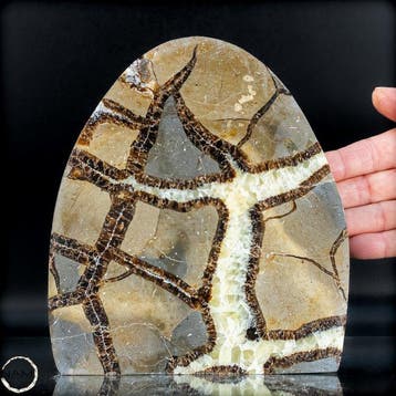 Septarien vrije vorm met druse – natuurlijke structuur