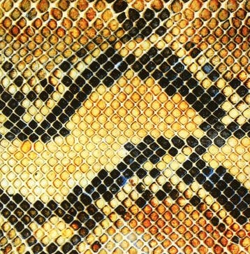 cd - amazing snakeheads - AMPHETAMINE BALLADS (nieuw), Verzenden, Zo goed als nieuw