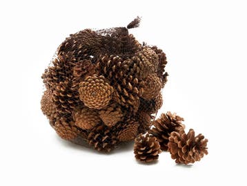 Dennenappels oostenrijkers pinus nigra blue pine naturel in, Ophalen of Verzenden, Nieuw