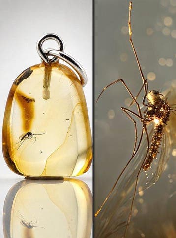 Echte Baltische amberhanger – elegante muskietfossiel –
