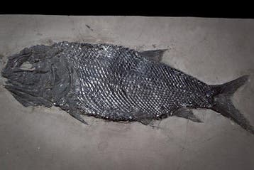 Fossiel - Fossiele matrix - Asialepidotus(BIG!) - 30.5 cm -