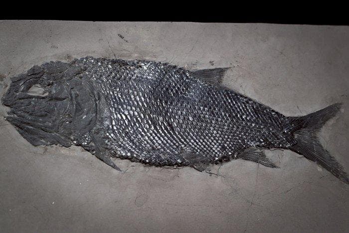 Fossiel - Fossiele matrix - Asialepidotus(BIG!) - 30.5 cm -, Verzamelen, Mineralen en Fossielen