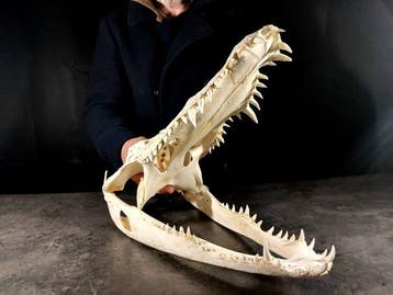 enorme krokodillenschedel Taxidermie volledige montage -, Nieuw